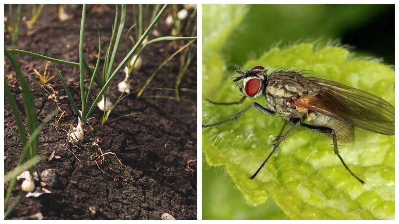 Городники розповіли про заходи боротьби з цибулевою мухою перед посадкою
