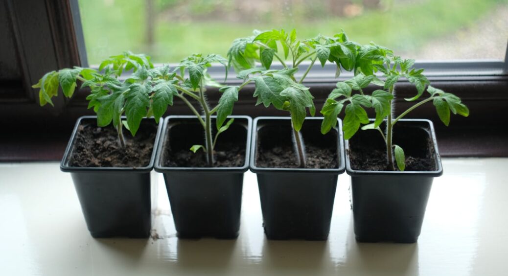 Так робить моя кума – дачниця “старої школи”, а тепер і я: як посіяти томати одразу в стакани 
