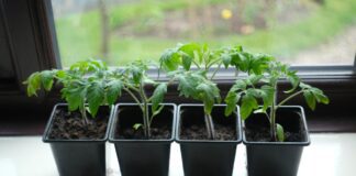 Городники вказали на помилки у вирощуванні розсади томатів