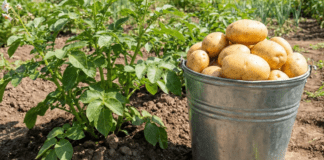 Городники розповіли про технологію вирощування картоплі