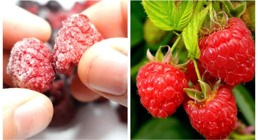 Малину висіваю наприкінці зими: з насінням не заморочуюсь — беру з заморожених ягід 