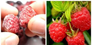 Садівники розповіли, як отримати малину для посіву з заморожених ягід