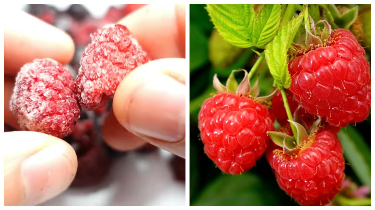 Садівники розповіли, як отримати малину для посіву з заморожених ягід