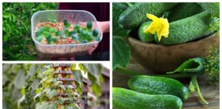 Городники поділились методом вирощування огіркової розсади у гарячій тирсі