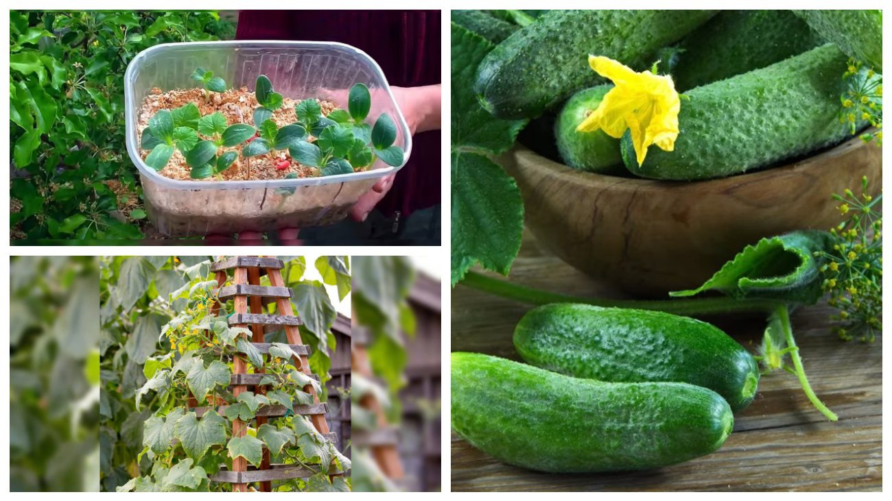 Городники поділились методом вирощування огіркової розсади у гарячій тирсі