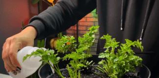 Городники поділились методами вирощування петрушки вдома