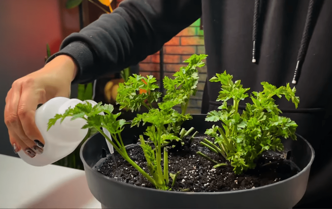 Городники поділились методами вирощування петрушки вдома