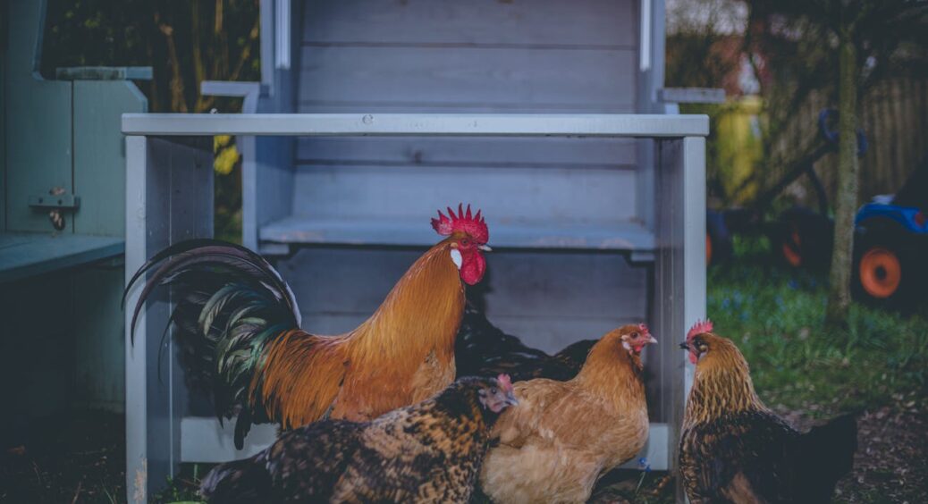 Нарешті розібралась і більше не помиляюсь: чи варто давати картоплю курям і ось що роблю з зеленою бульбою 