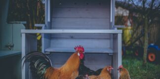 Експерти відповіли, чи варто годувати курей картоплею