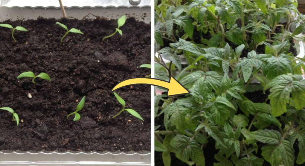 Паростки з’являються на 7 днів раніше: секрет – у правильному замочуванні насіння 