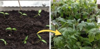 Городники розповіли про підготовку ґрунту для розсади	