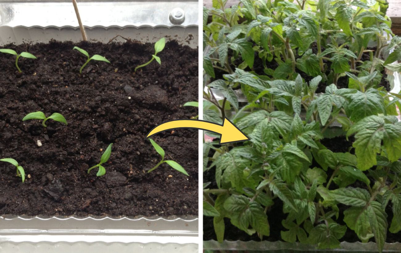 Як прискорити проростання розсади