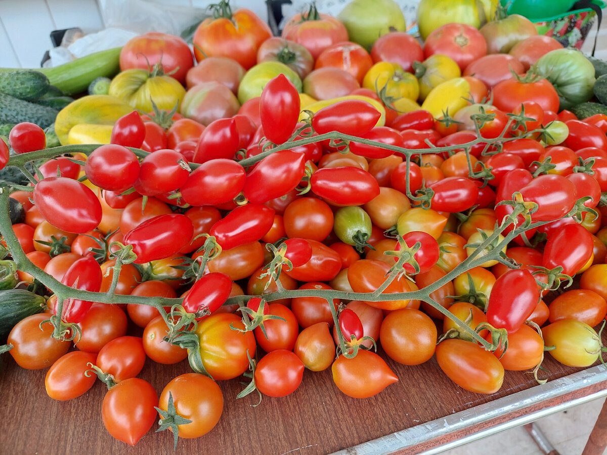 Городники розповіли, які сорти помідорів найурожайніші та дають найсмачніші плоди – порада