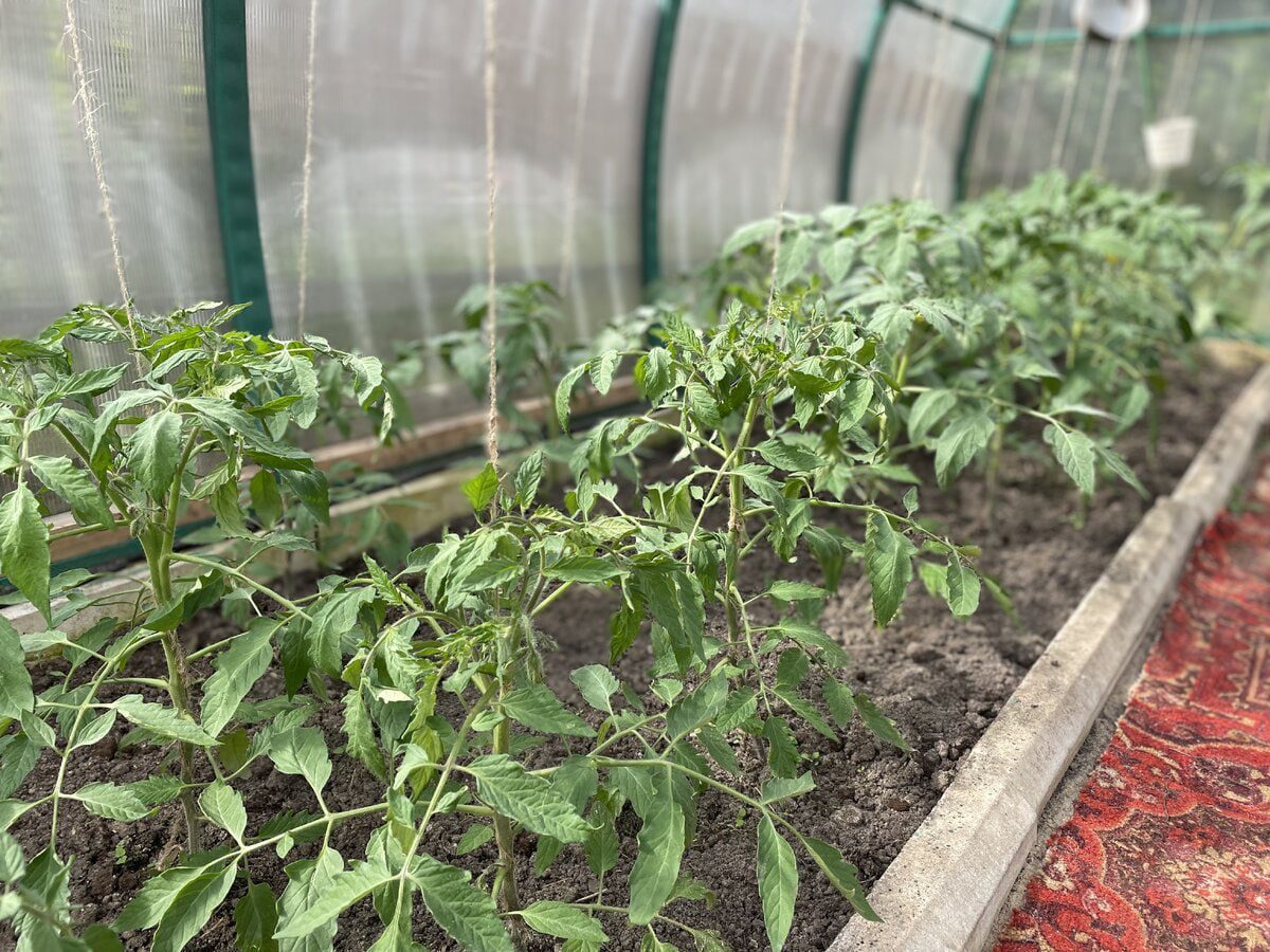 Садівники розповіли, як правильно замочувати насіння для швидкого проростання – поради