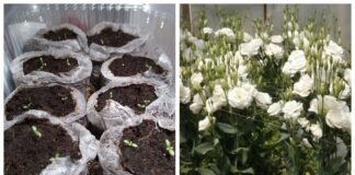 Коли сіяти насіння еустоми для пишного цвітіння