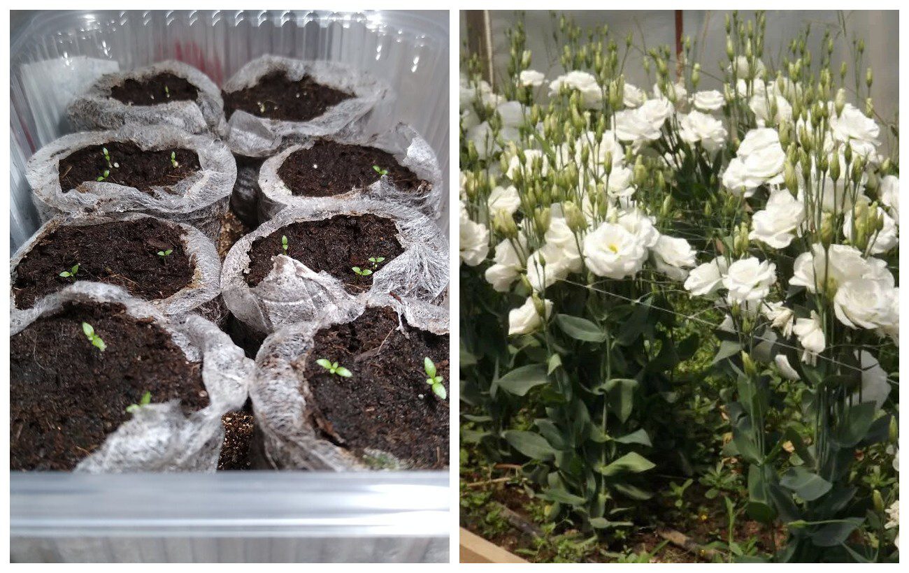 Коли сіяти насіння еустоми для пишного цвітіння