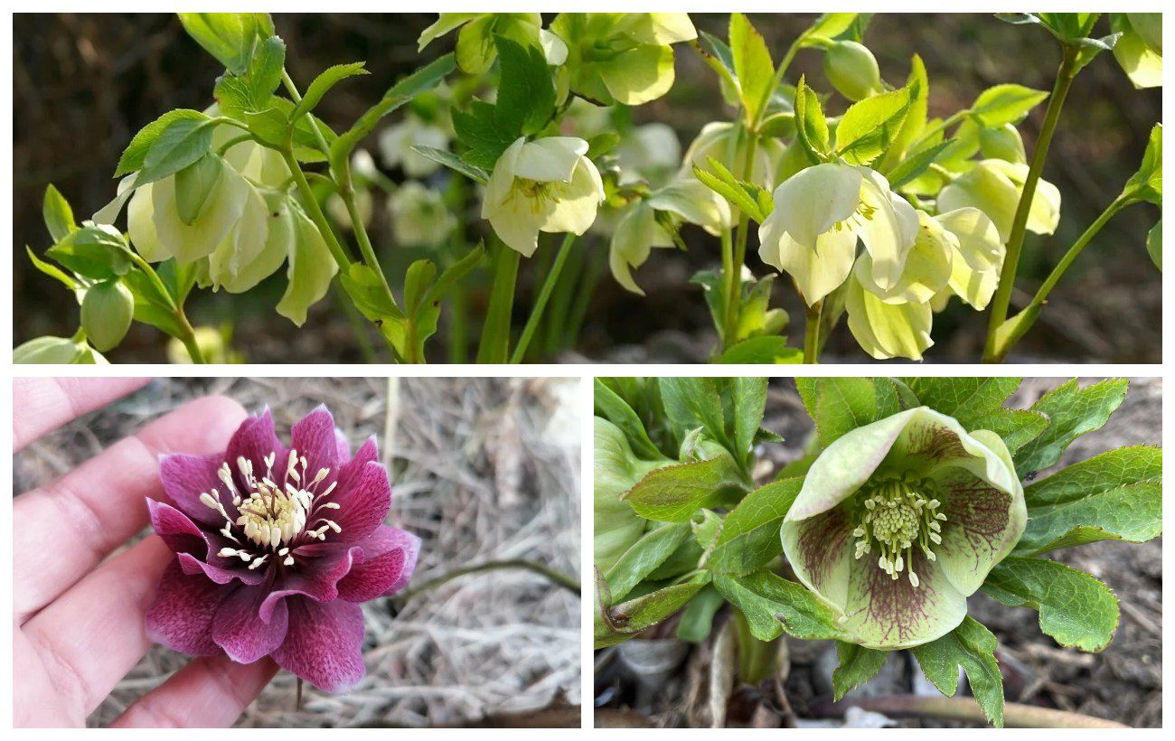 Яку багаторічну квітку посадити на ділянці