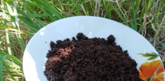 Агрономи розвіяли популярні городні міфи