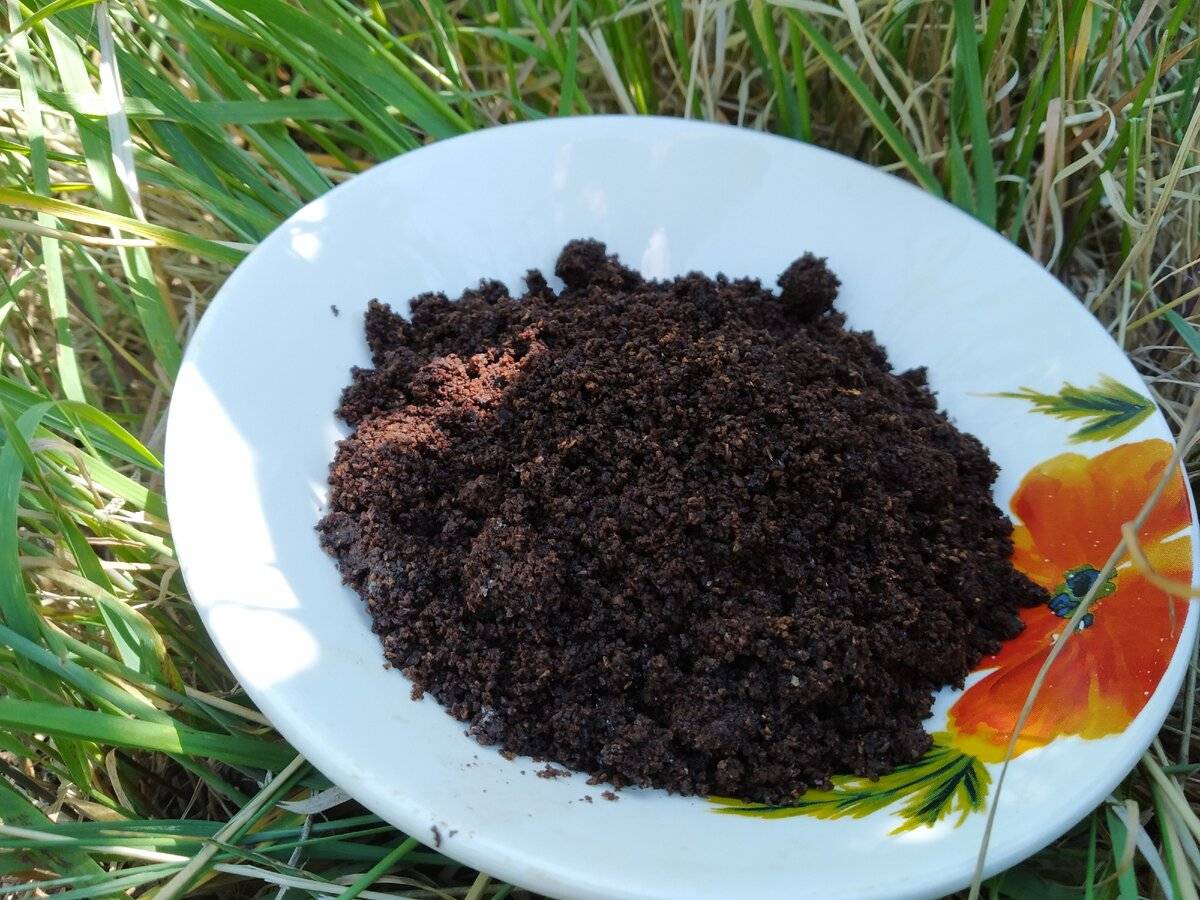 Експерти порадили способи використання кавової гущі в саду для покращення родючості ґрунту