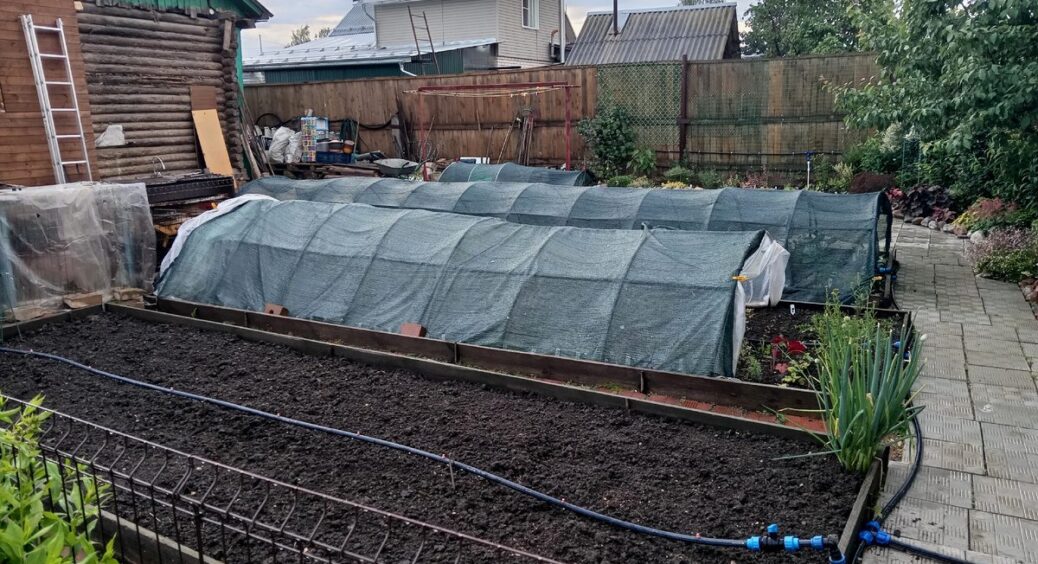 Ці 5 овочів більше не сію – врожай є, а їсти ніхто не хоче: фенхель пахне аптекою, а редька гірка у салаті 