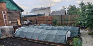 Городники розповіли, які овочі не варто сіяти на ділянці