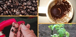 Як використовувати кавову гущу в саду та в побуті