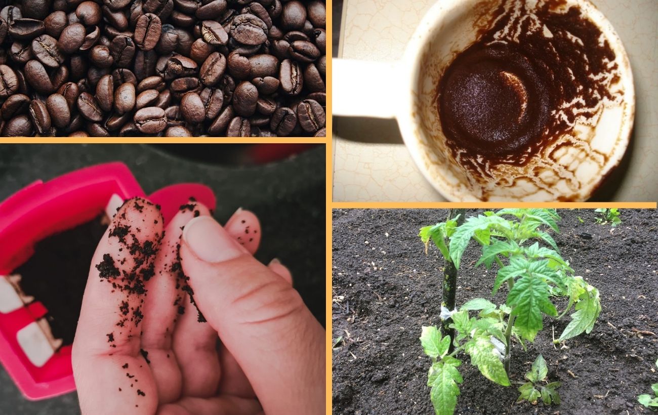 Як використовувати кавову гущу в саду та в побуті