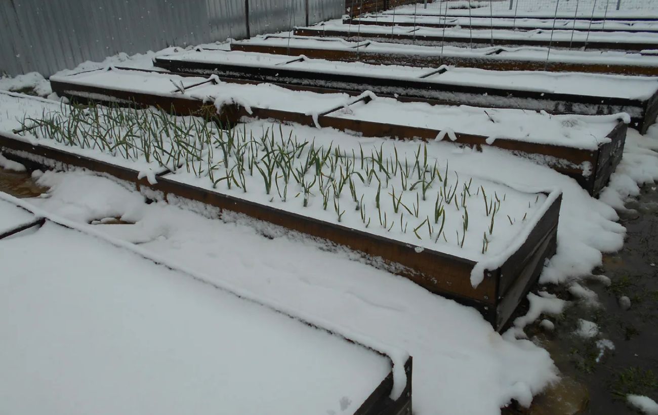 Садівники та городники розповіли про пораду, яка допоможе підтримувати тепло ґрунту на грядці