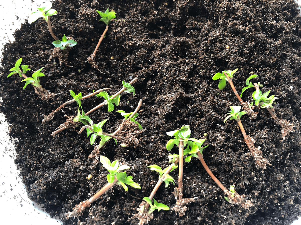 Садівники порадили простий спосіб, який допоможе проростити живці та зробити з них міцні саджанці