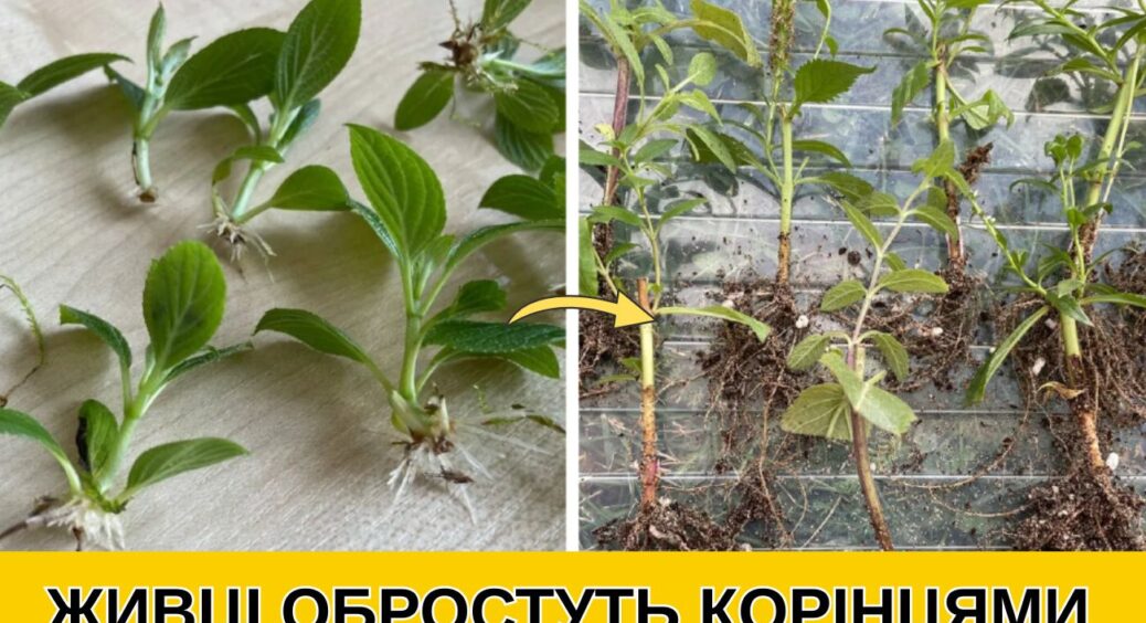 Кладу 1 чайну ложку у воду – і живці обростають корінцями у 2 рази швидше: “пруть”, як на дріжджах 