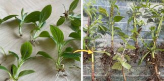 Як проростити живці за допомогою меду