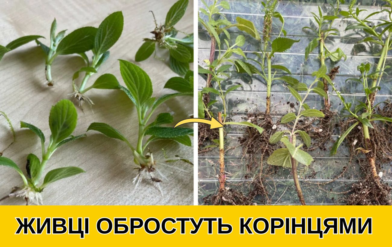 Як проростити живці за допомогою меду