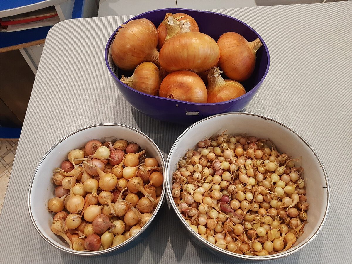 Експерти розповіли, як обирати солодку та соковиту цибулю, аби смак страв не розчарував