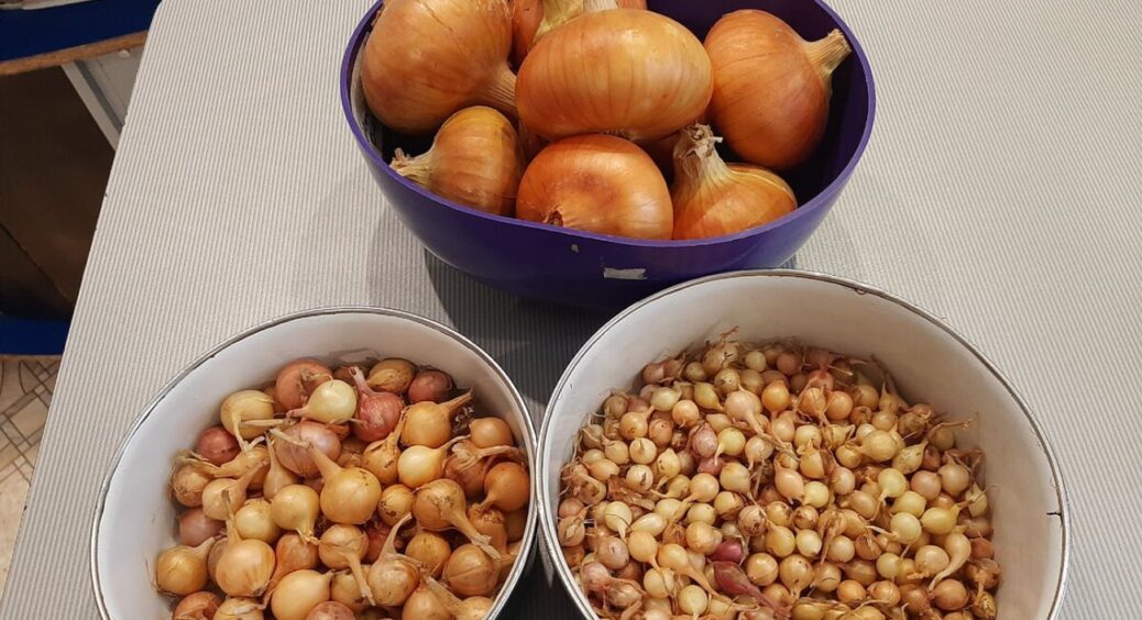 Цибуля не проростає і не гниє по 7-8 місяців: спосіб зберігання “по-старому” без втрати смаку та аромату 