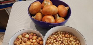 Як зберігати плоди цибулі взимку без гниття