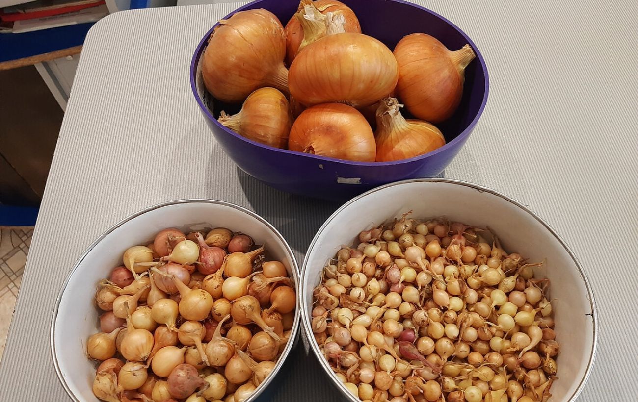 Як зберігати плоди цибулі взимку без гниття