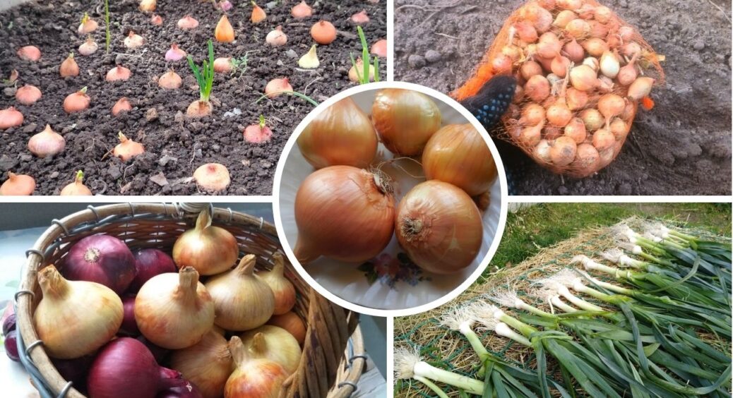 Бабуся навчила обирати солодку цибулю за 5 секунд: ці цибулини солодкі, соковиті та довго зберігаються 