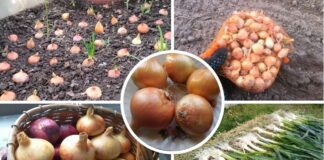 Як обирати цибулю для салатів і страв
