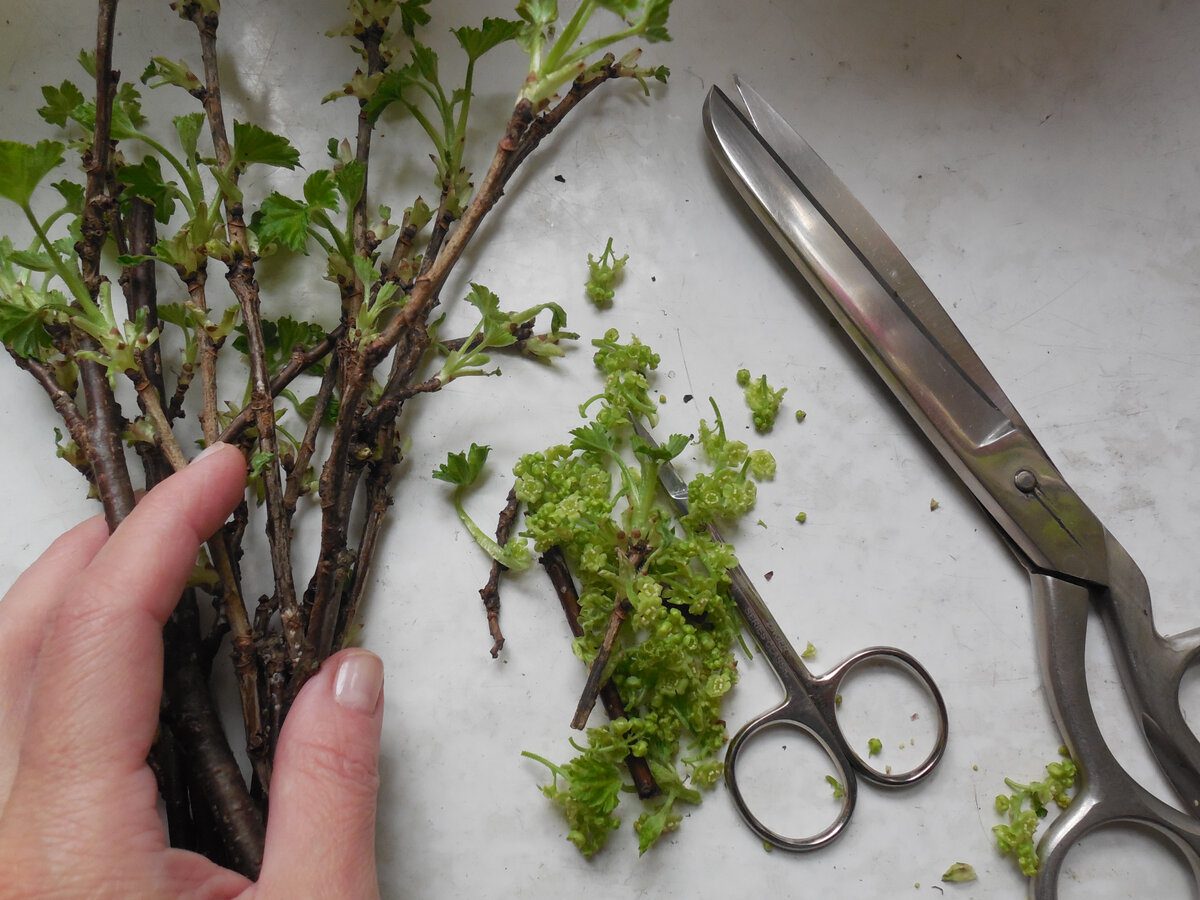 Садівники порадили простий спосіб, який допоможе проростити живці та зробити з них міцні саджанці