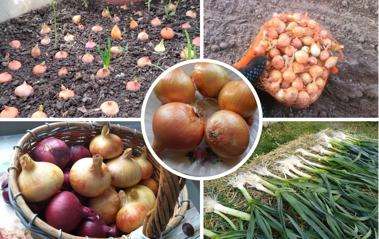 Як обирати цибулю для салатів і страв