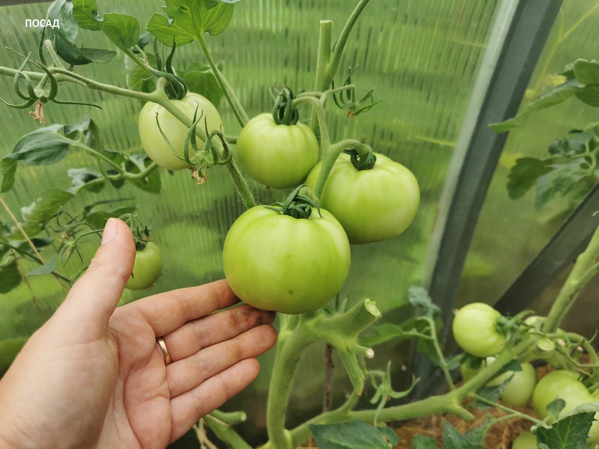 Городники порадили, який сорт помідорів найкраще обирати, аби отримати високий урожай