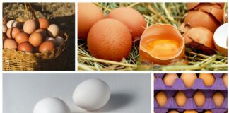 Як обрати свіжі яйця в магазині