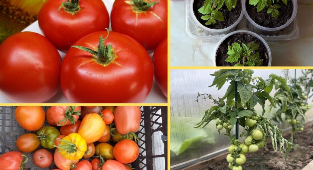 Помідори постійно хворіли, поки не змінила сорт: цей 1 “велетень” зав’язується гронами і без жодної плями 