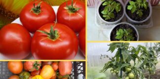 Який сорт помідорів найкраще обрати для городу