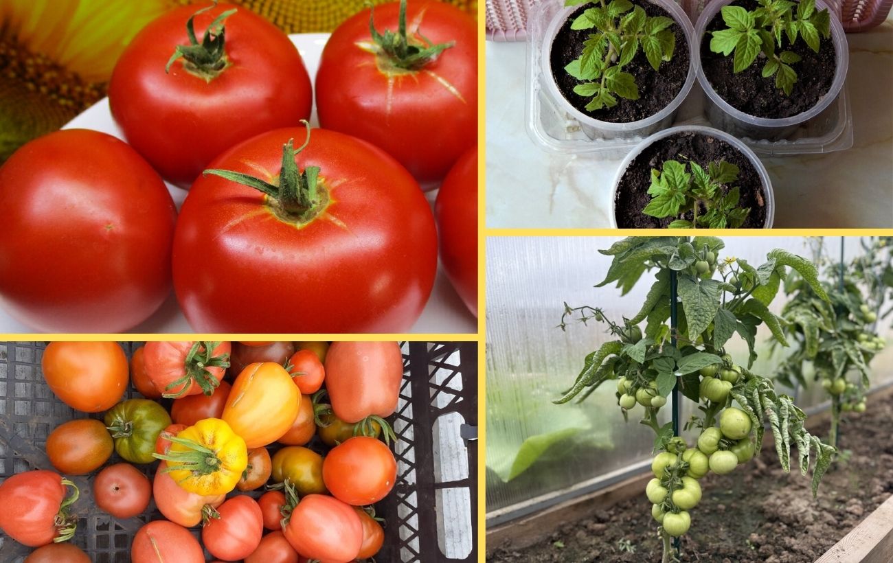 Який сорт помідорів найкраще обрати для городу