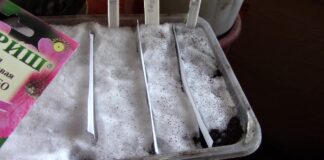 Садівники поділилися дуже простим і дієвим способом посіву петунії та лобелії