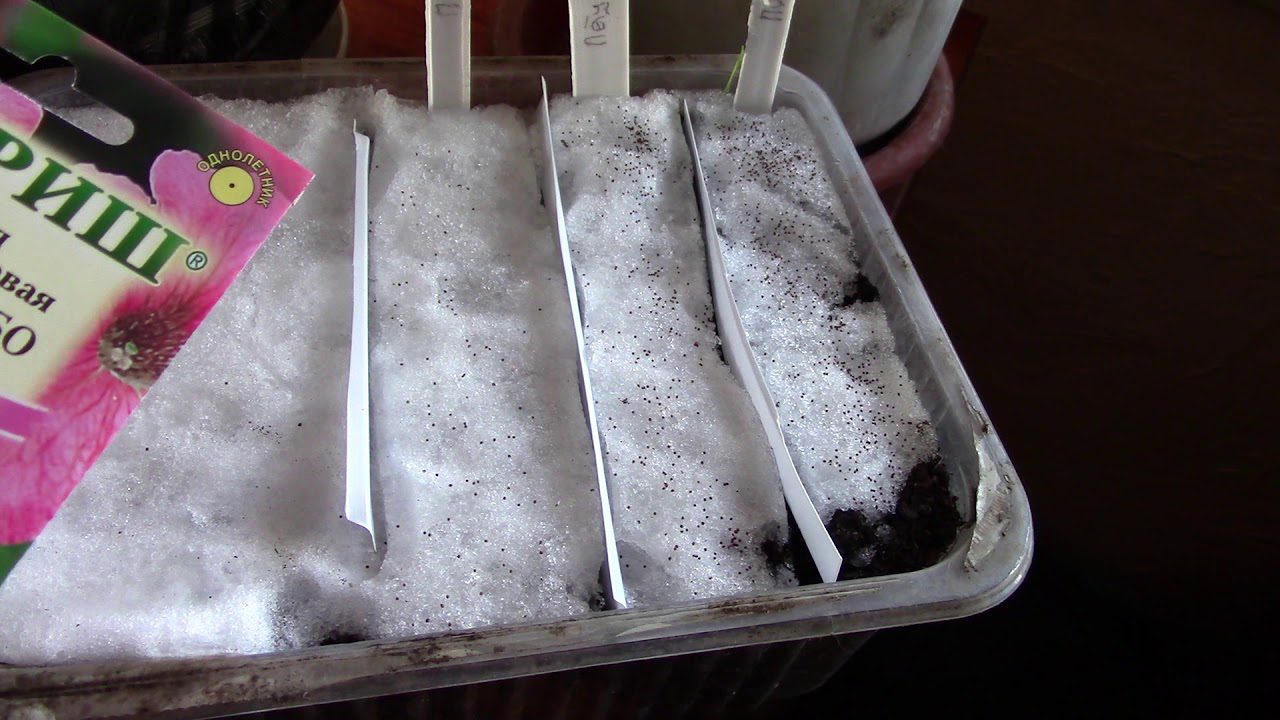 Садівники поділилися дуже простим і дієвим способом посіву петунії та лобелії