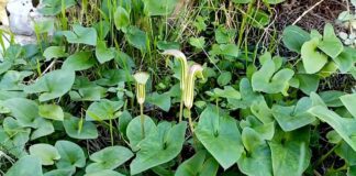 Квітникарі розповіли, який унікальний багаторічник можна посадити на ділянці