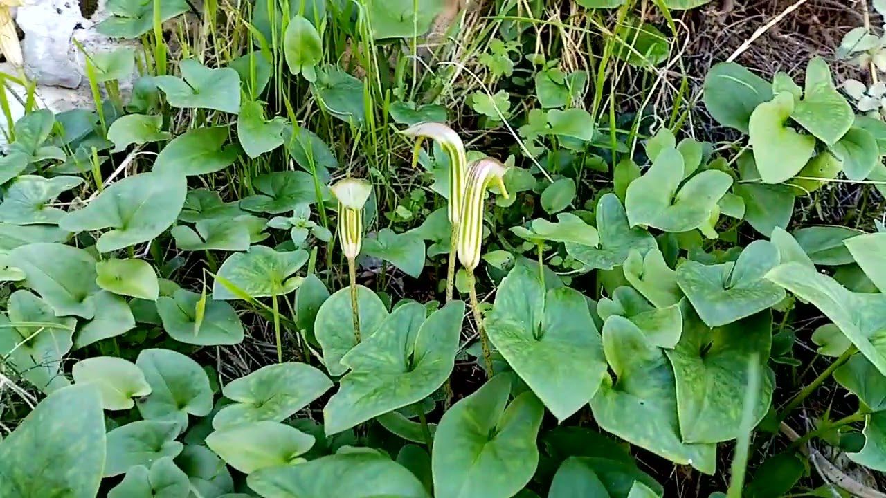 Квітникарі розповіли, який унікальний багаторічник можна посадити на ділянці