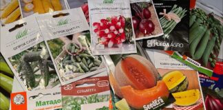 Агрономи поділилися ефективною методикою розрахунку насіння для ділянки